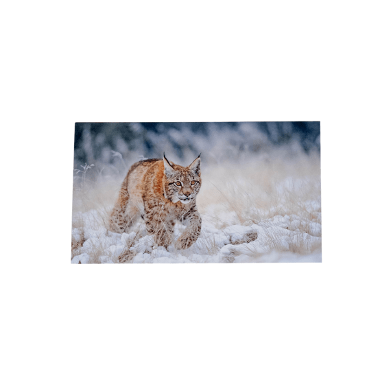 1419.80 WWF Grusskarten, Winter II