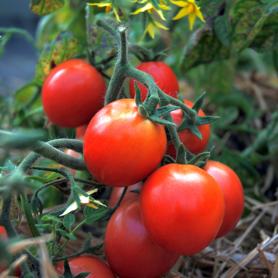 1361.21 Tomaten-Samen