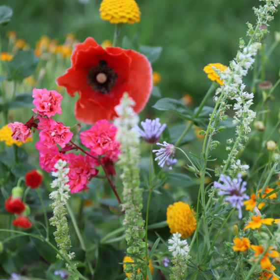 1361.23 Blumen-Samen