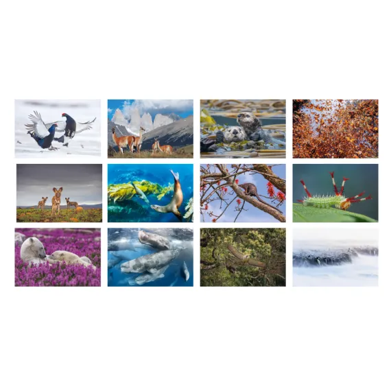 WWF Jahreskalender 2026 Übersicht