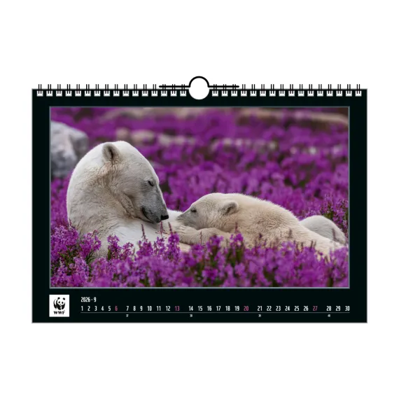 WWF Jahreskalender 2026 September