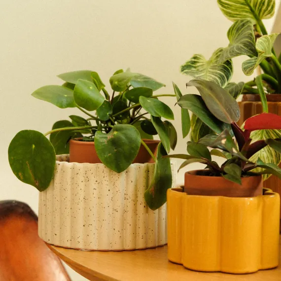 Grosser Pflanzentopf Paula M