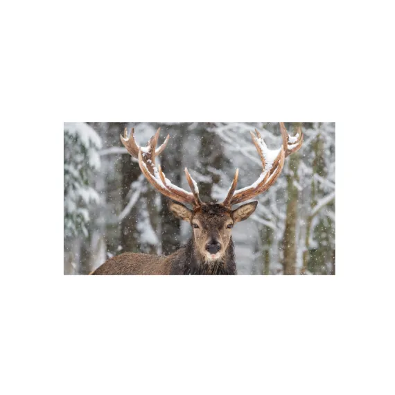 WWF Grusskarten, Winter III