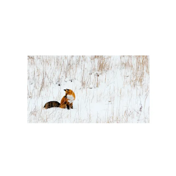 WWF Grusskarten, Winter III