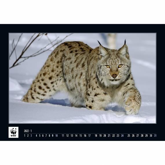 WWF-Wildlife-Kalender 2022