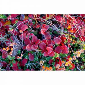 Carte de voeux WWF 2003 - Givre sur les feuilles de canneberge