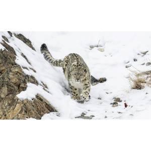 WWF Grusskarte 916 - Schneeleopard