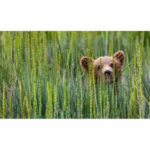 Carte de voeux WWF 316 - Jeune ours brun
