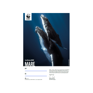 Certificato regalo WWF «Mare»