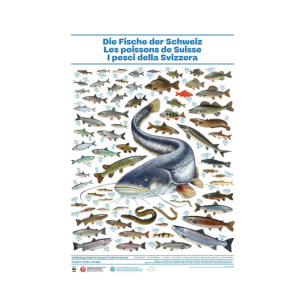 Poster «Die Fische der Schweiz»
