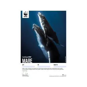 Certificato regalo WWF «Mare»