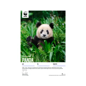1650.7x WWF Geschenkurkunde «Panda» (digital) 