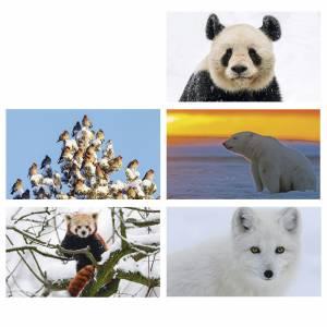 Kartenset «Wildlife» I