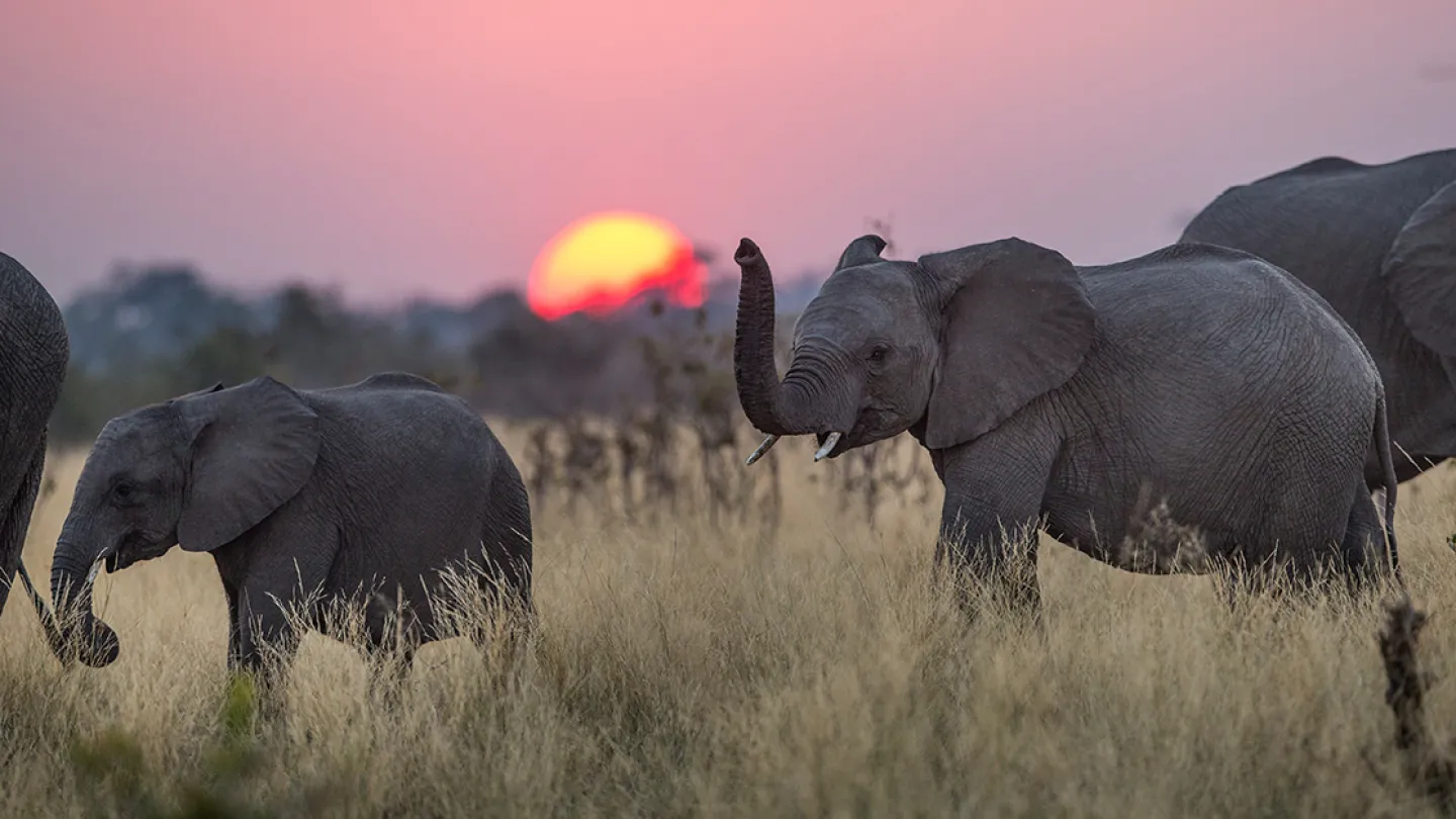 Elefanti africani in Mudumu Parco in Namibia al tramonto