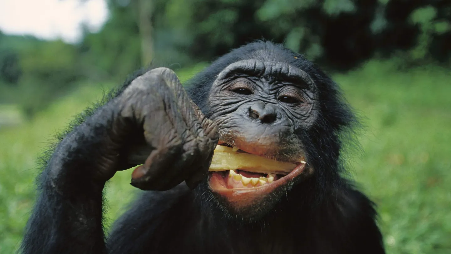 Bonobo mangia la canna da zucchero.