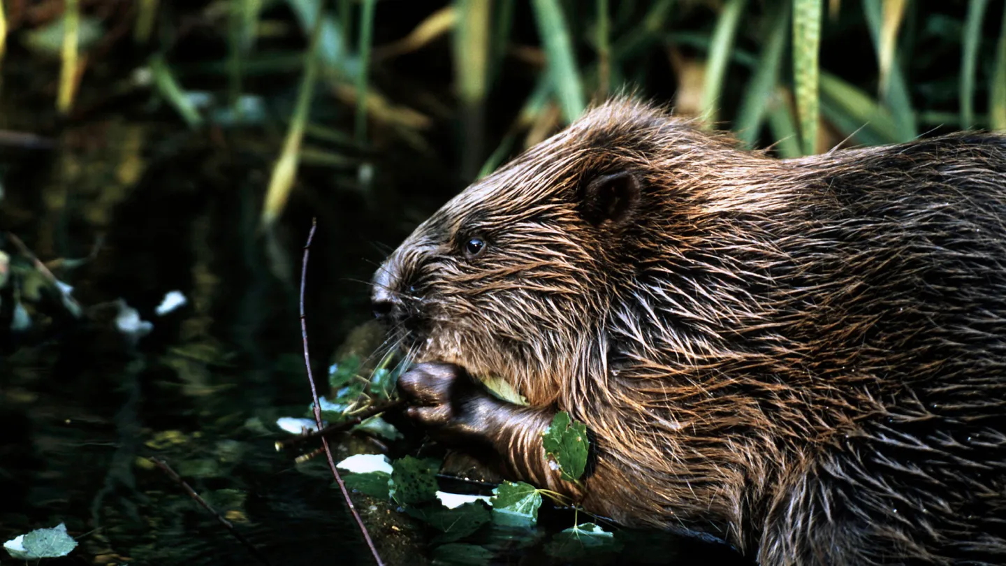 Ein Biber am nagen im Wasser