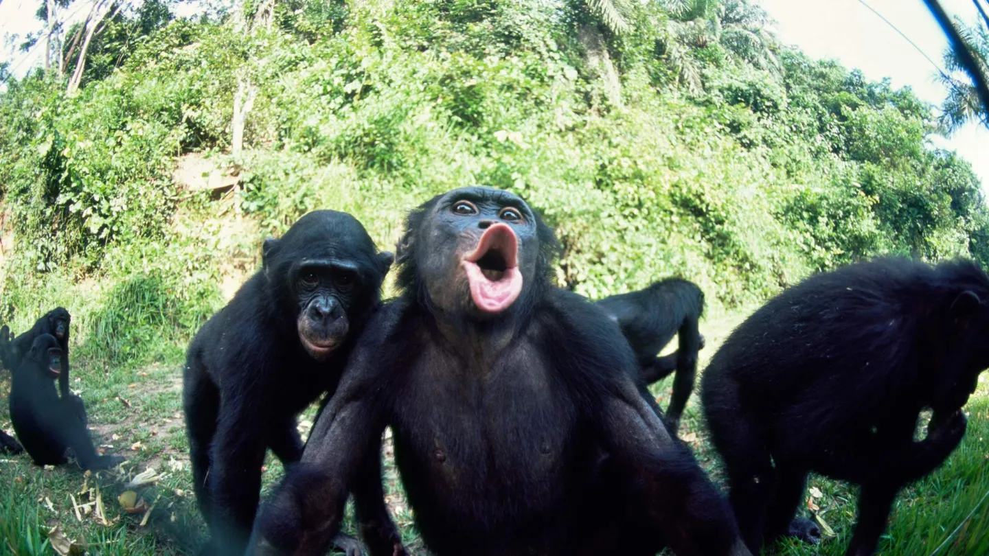 I bonobo in un vivaio.