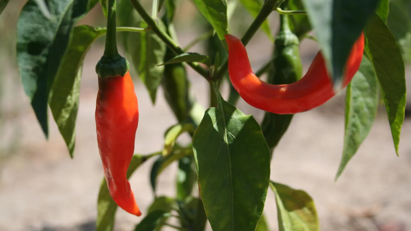 Peperoncini in Tanzania vengono utilizzate per misure di conservazione dell'elefante