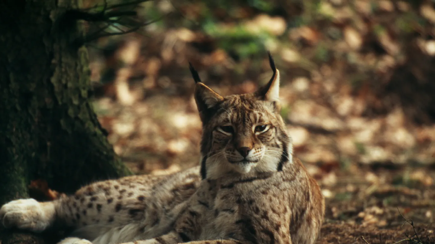 Eurasischer Luchs