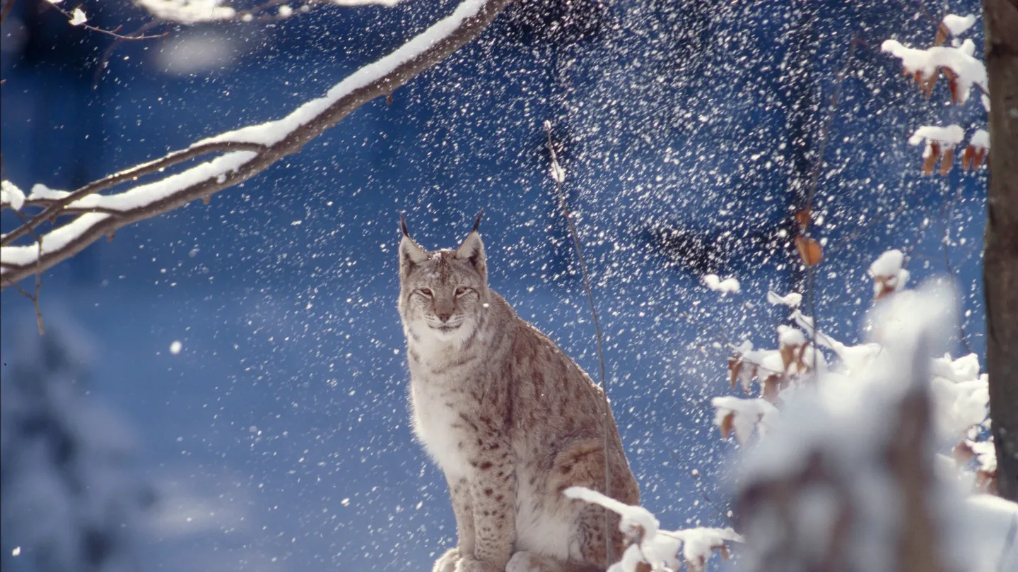 Eurasischer Luchs im Schnee im Bayrischer Wald National Park, Deutschland