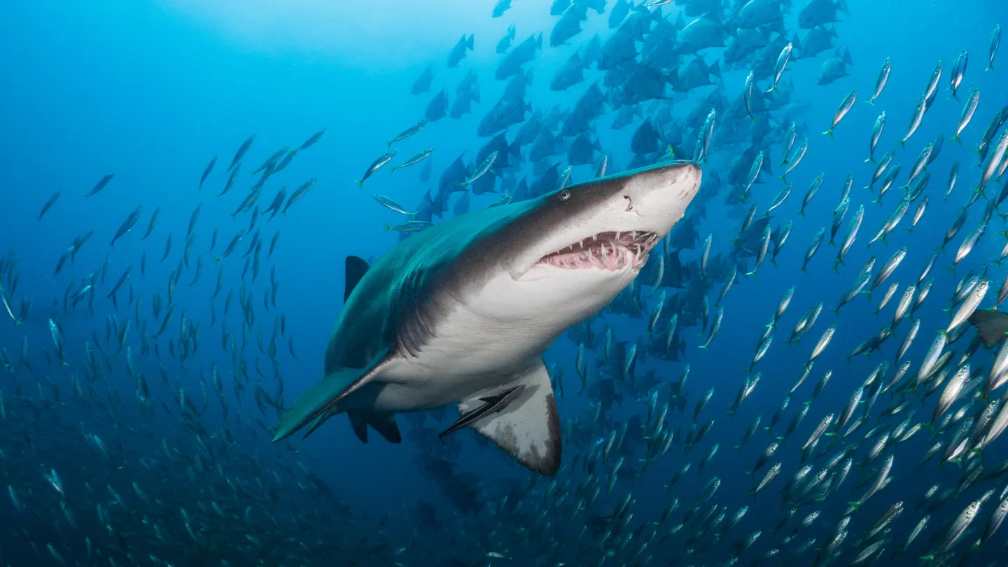 Requin tigre des sables avec des poissons