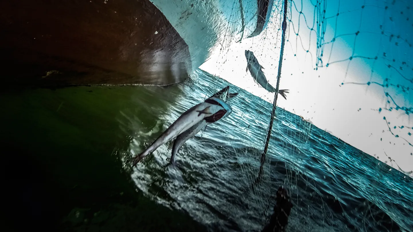 Bateau de pêche avec le merlu