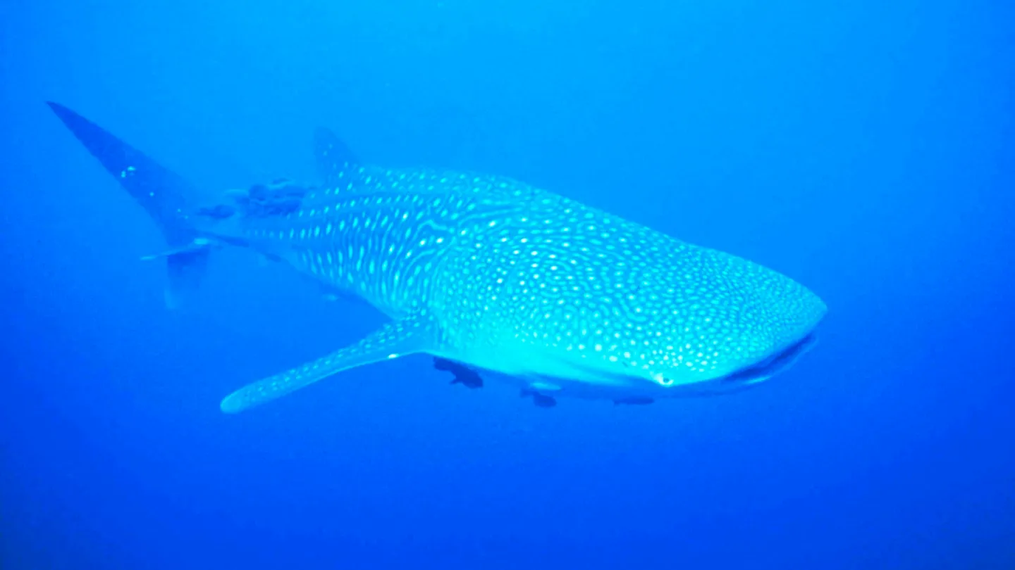 Rhincodon typus baleine requin