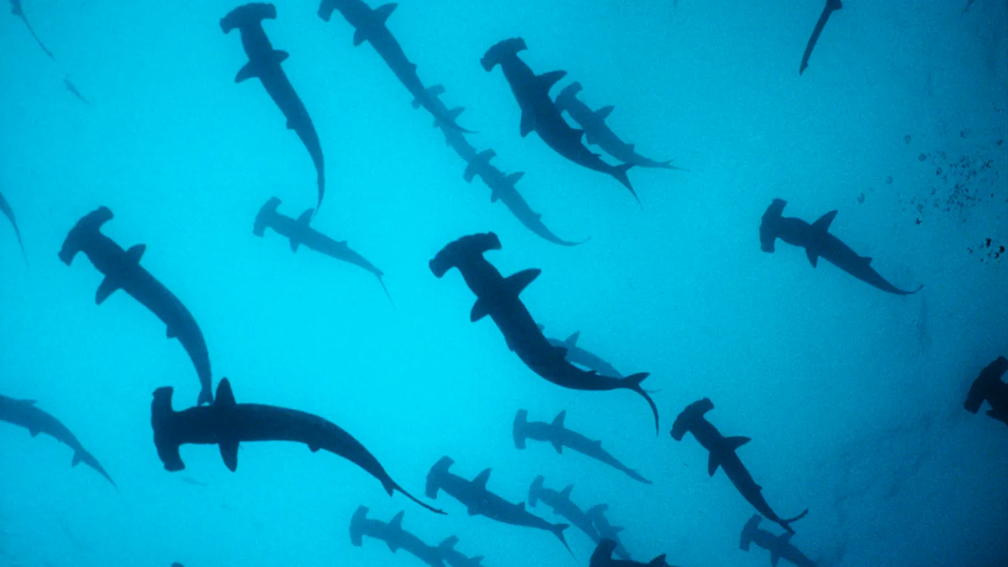 Hammerheads