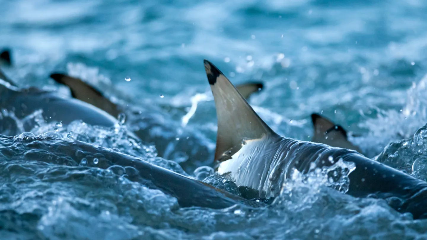 Fins de requins pointe noire à la surface de l'eau.