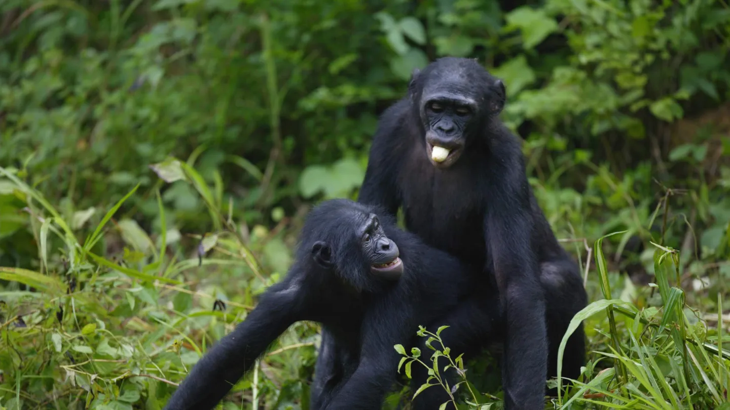 I bonobo quando copulare.