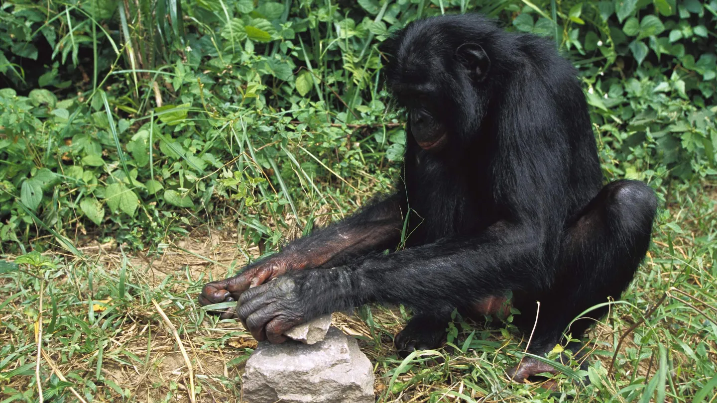 fessure Bonobo noci con una pietra.