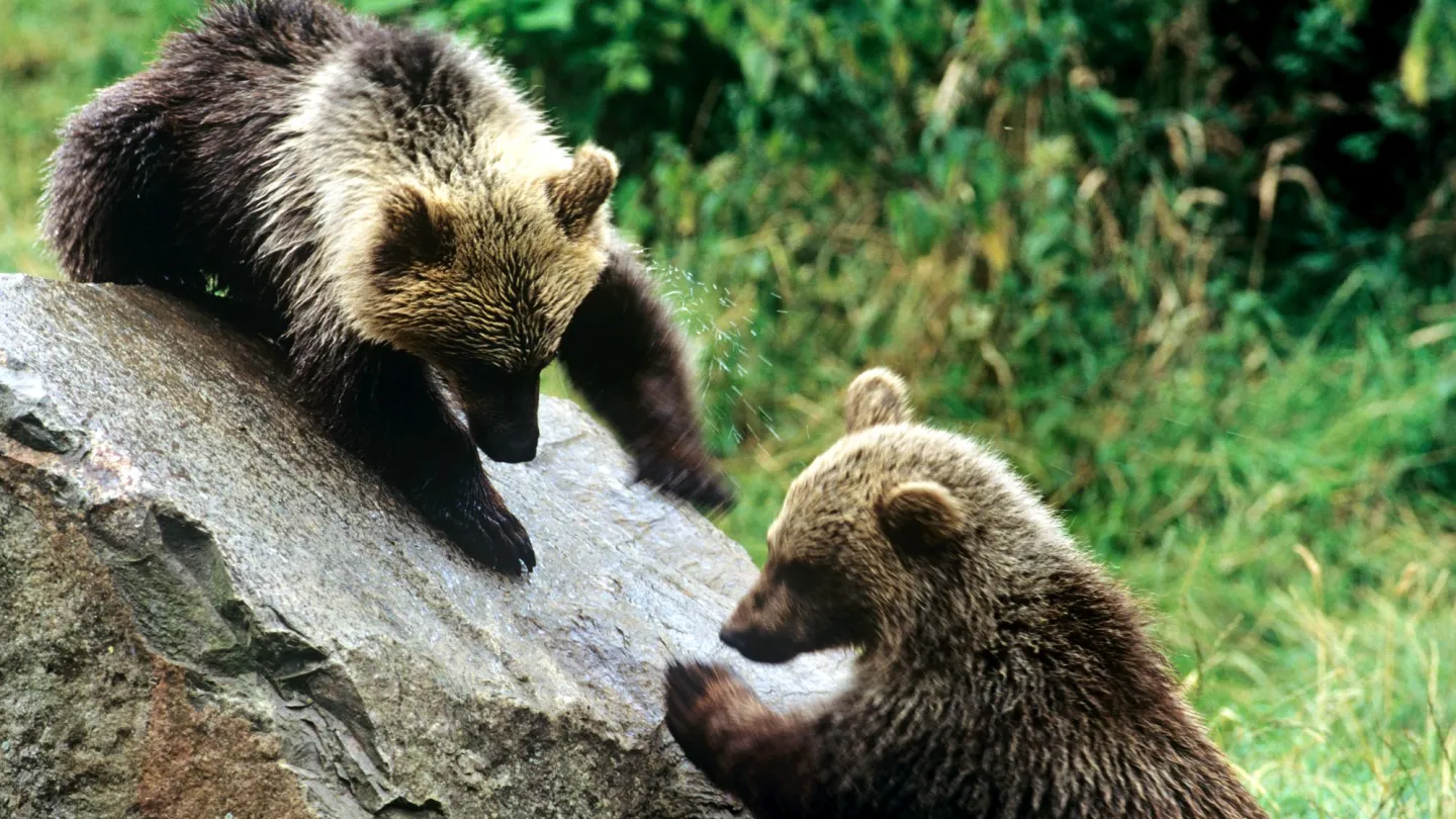 Les jeunes ours bruns jouer.