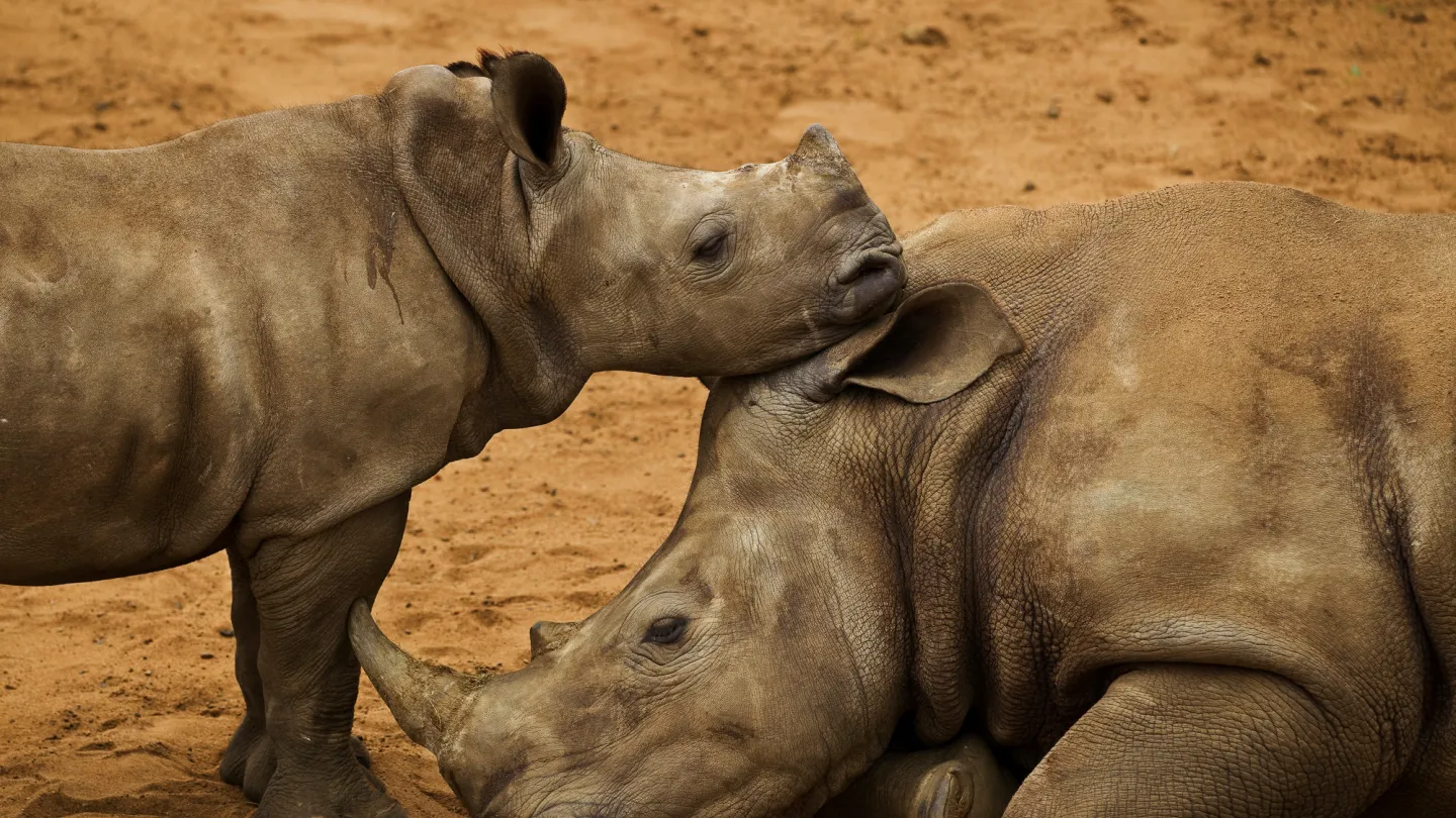 Ein weibliches Breitmaulnashorn mit seinem Kalb im Hluhluwe-iMfolozi Park, Südafrica