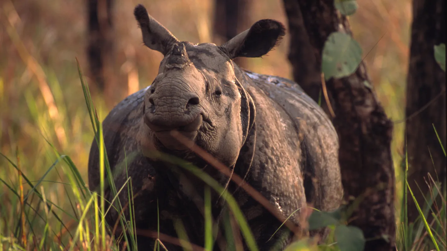 Ein indisches Nashorn im Chitwan National Park, Nepal