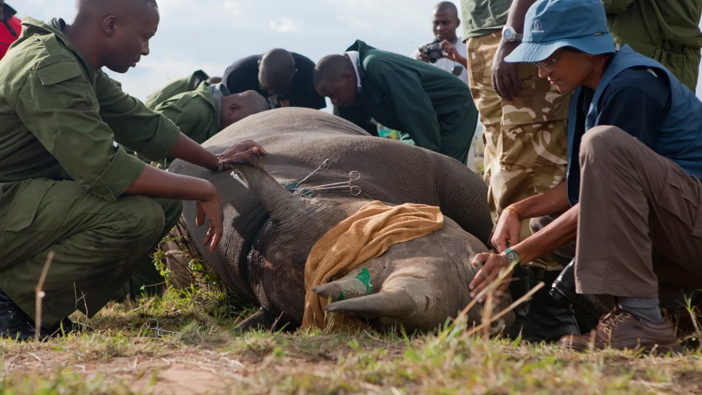 Ein Tierarzt entnimmt Proben, um den Gesundheitszustand des Nashorns zu überprüfen. Masai Mara Reservat, Kenya 