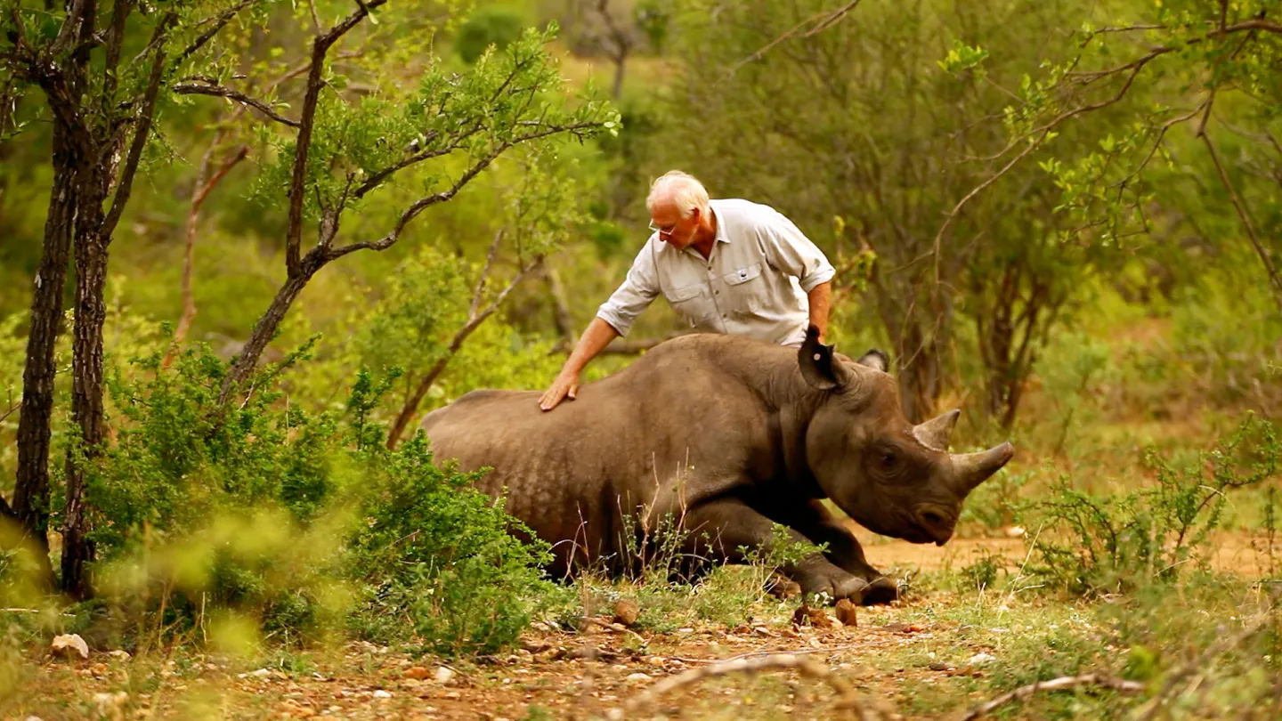 Ein Spitzmaulnashorn wird nach seiner erfolgreichen Umsiedelung wieder aufgeweckt und in die Freiheit entlassen