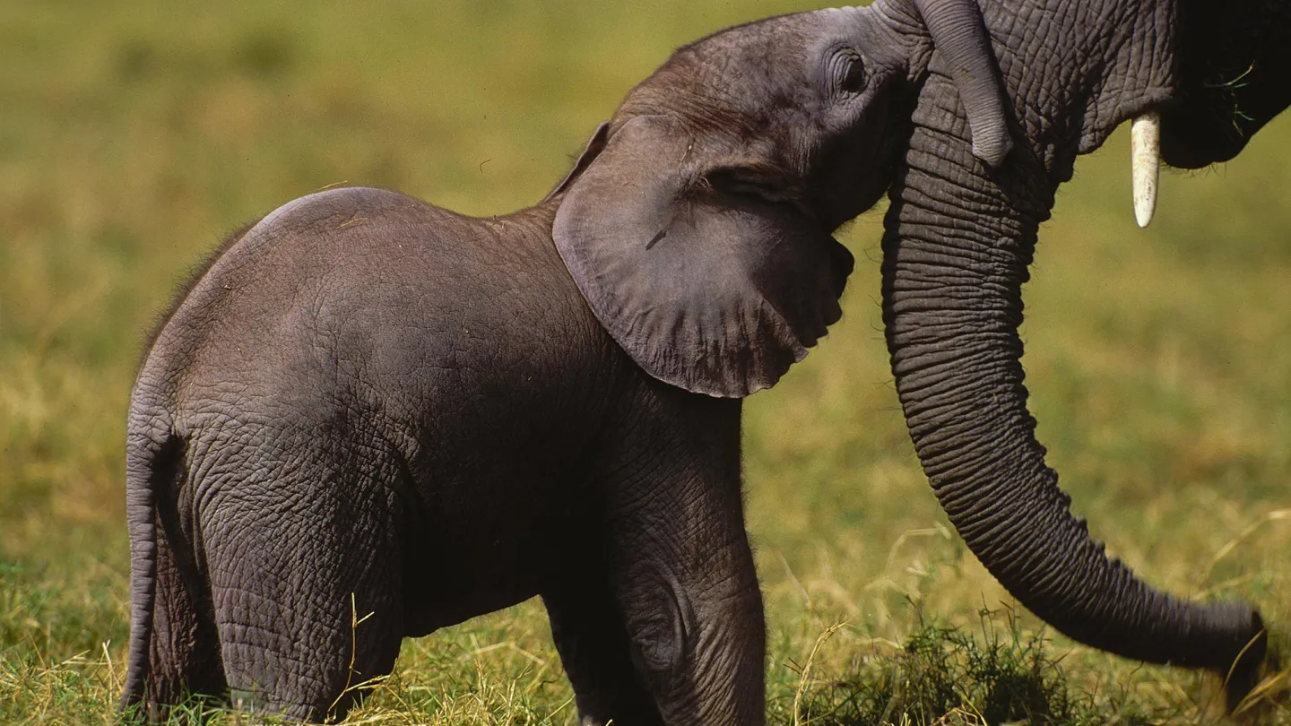 cub elefante africano