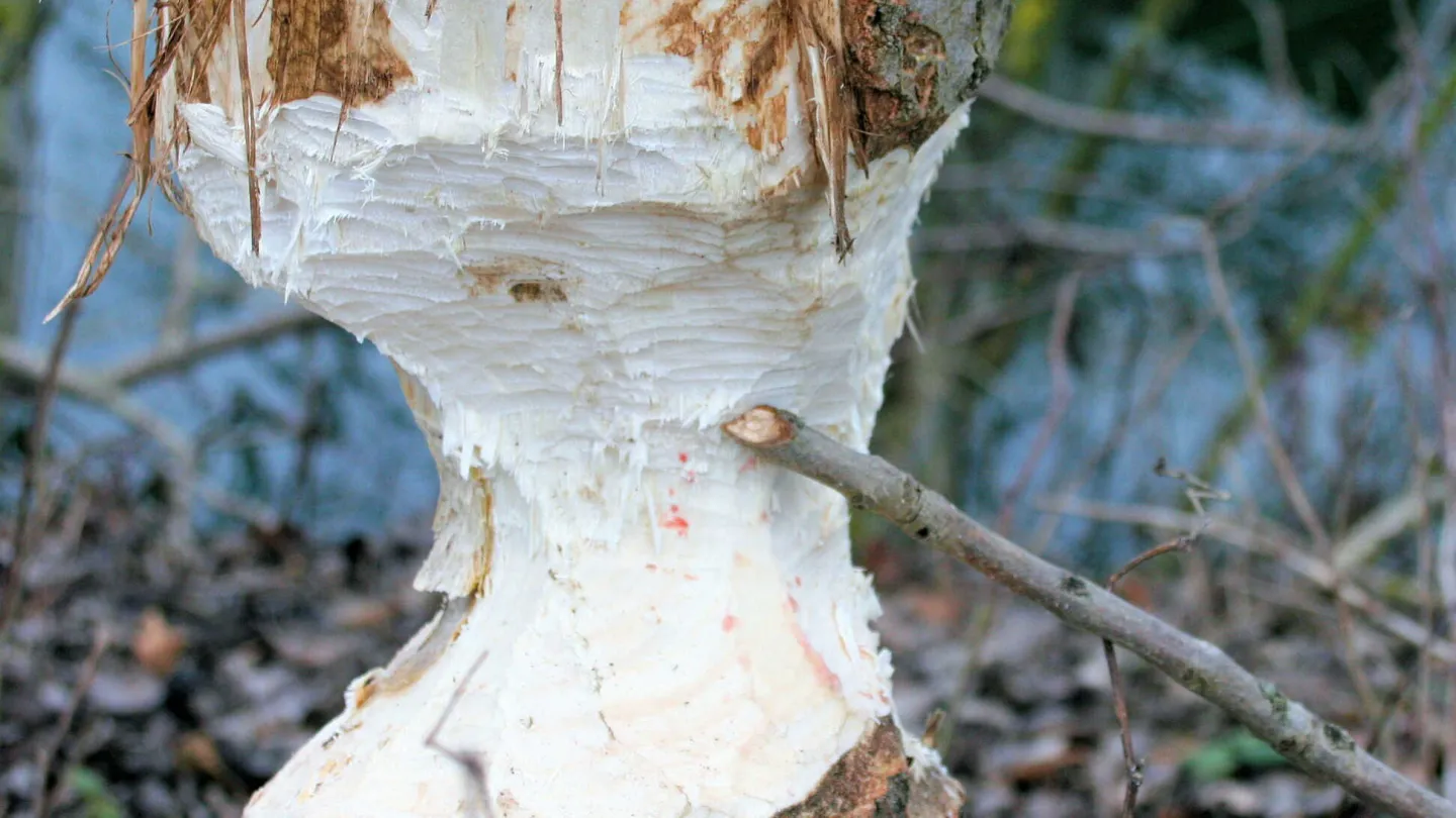 Ein Baum, der von einem Biber angenagt wurde.