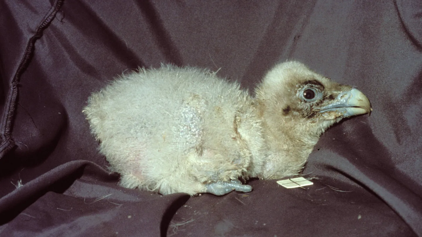 Bearded Vulture cub