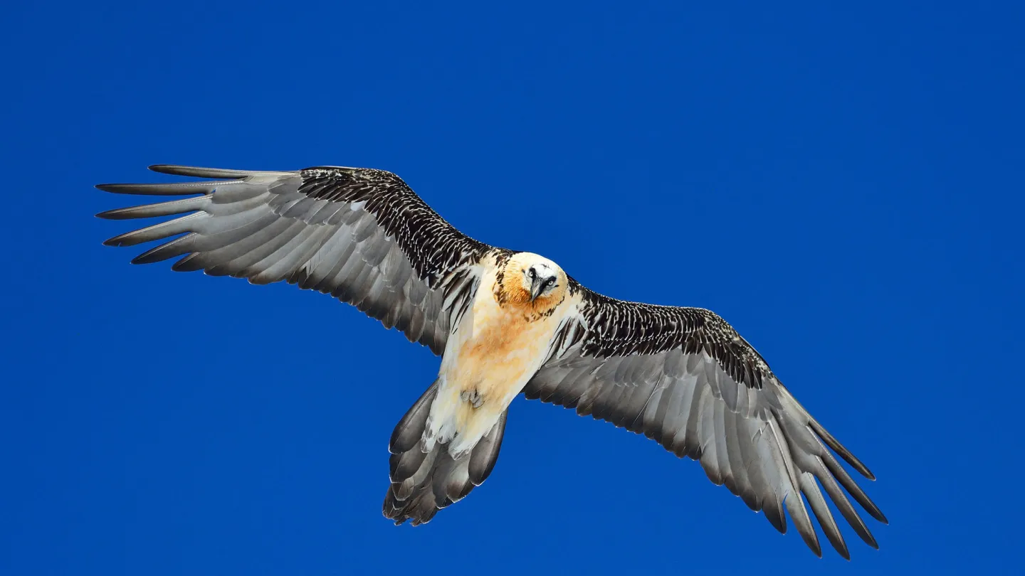 Gipeto contro un cielo blu