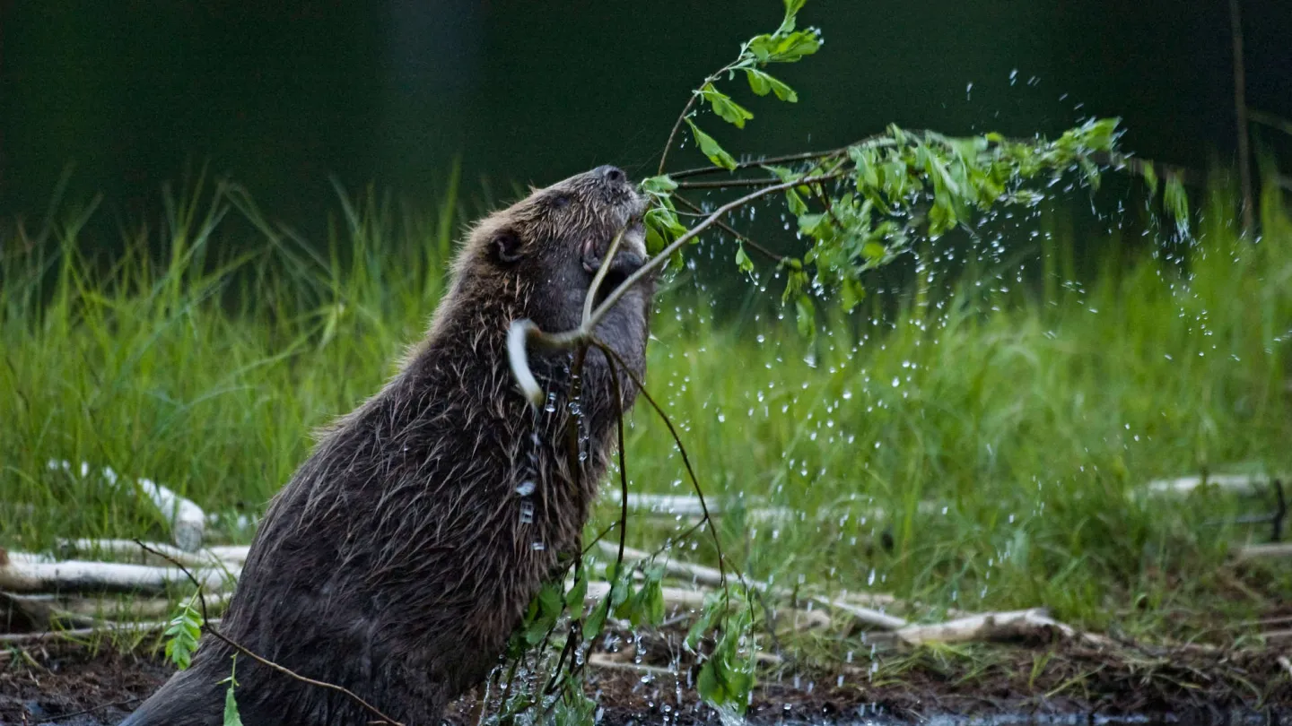Der Biber ist ein Meister des Bauens