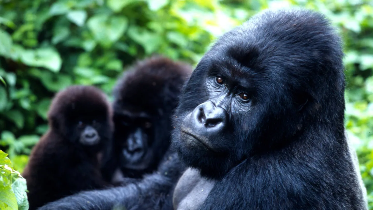 gorilla di montagna nel parco nazionale di Virunga.
