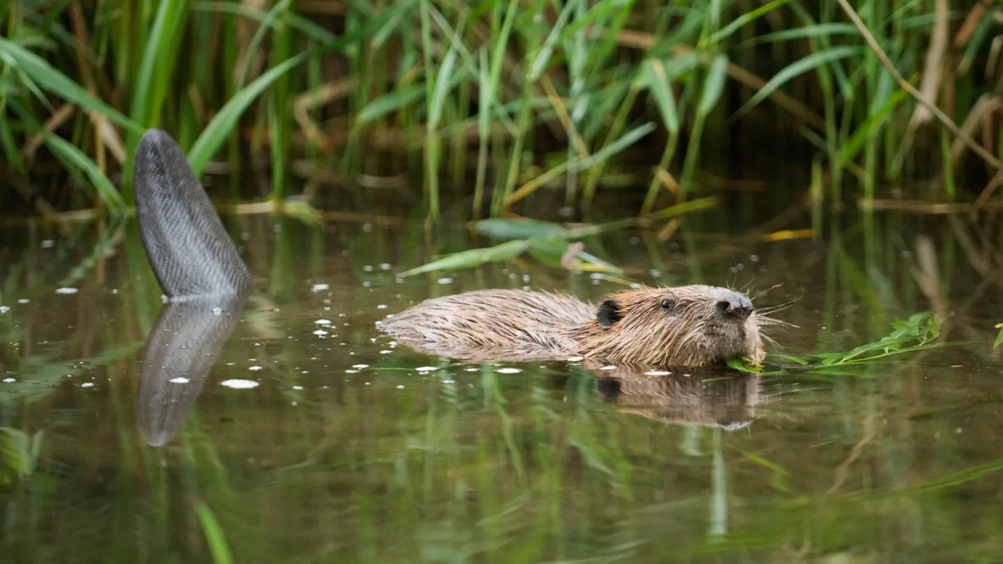 Ein Biber im Wasser