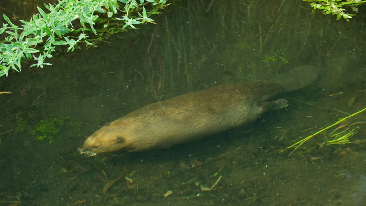 Europäischer Biber unter Wasser