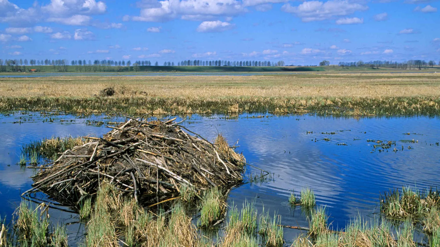 Un castoro fuori dall'acqua