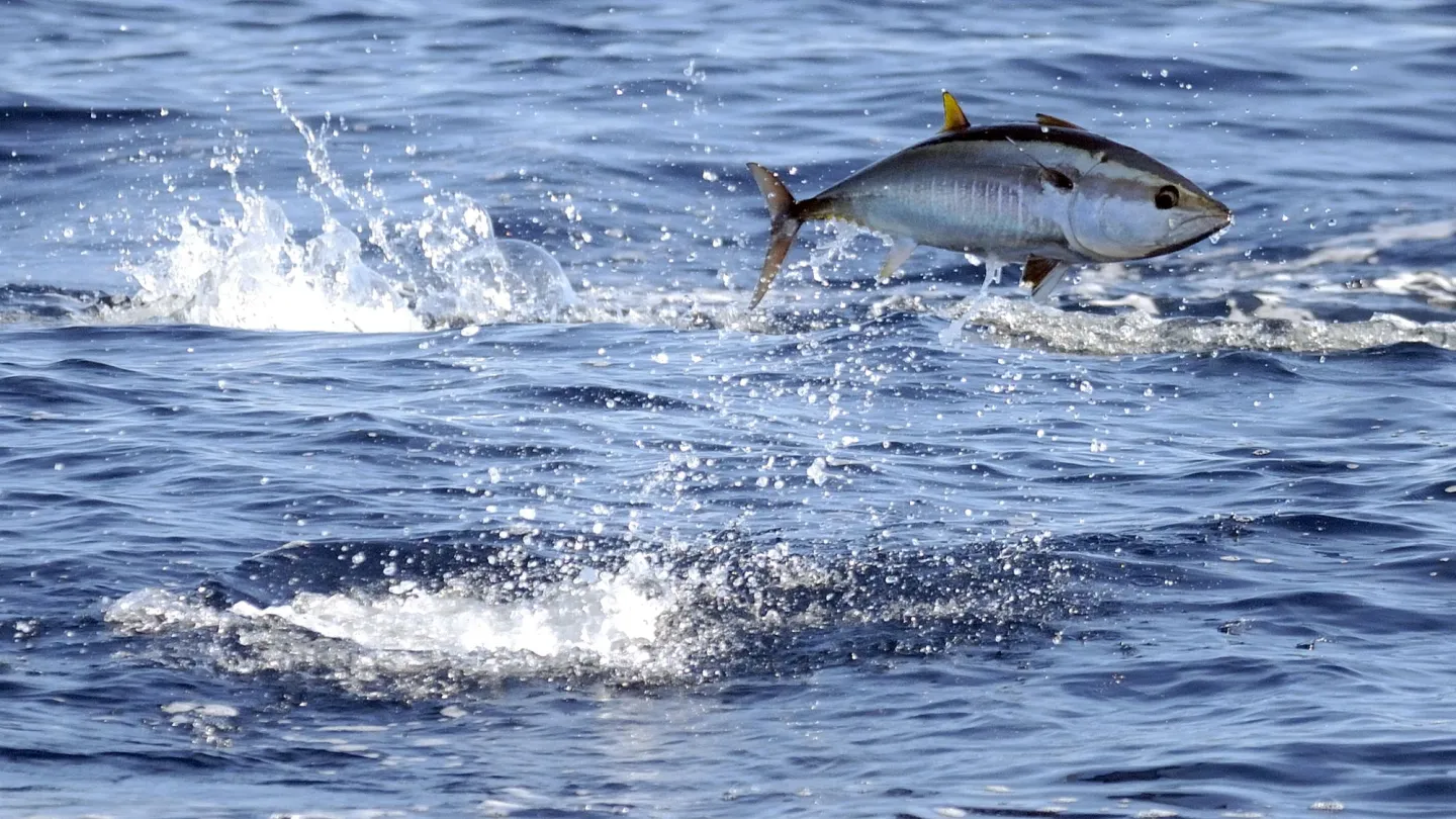 Springender Blauflossenthunfisch