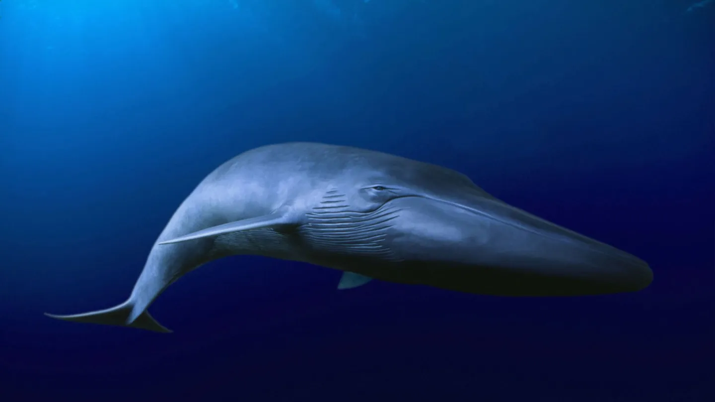 balenottera azzurra