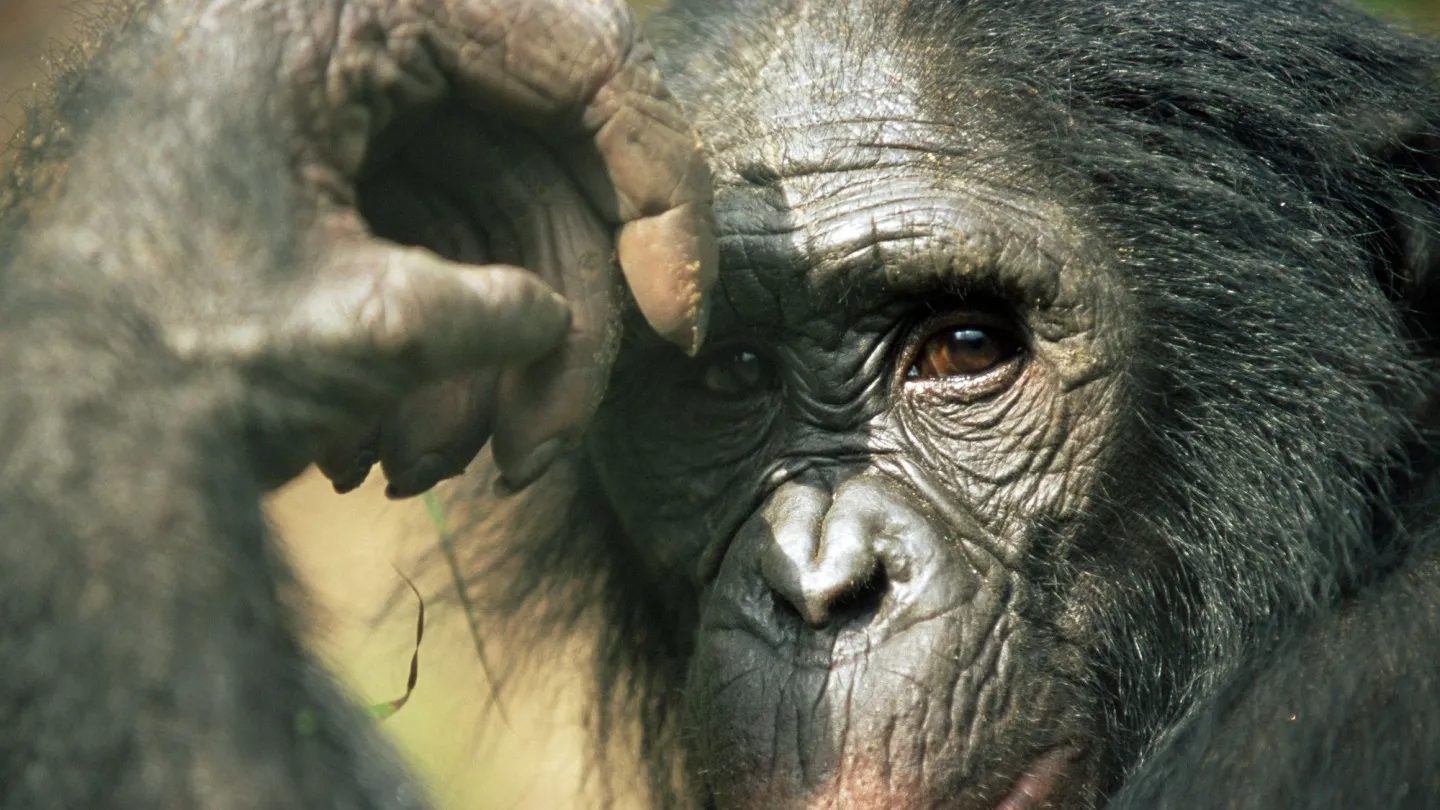Bonobo in thinker