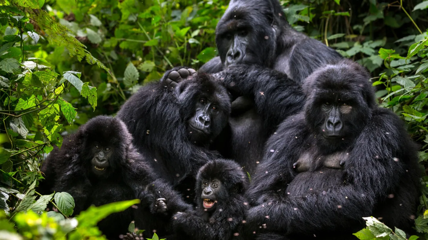 Gorilla Famiglia nel parco nazionale Virunga, nella Repubblica Democratica del Congo.