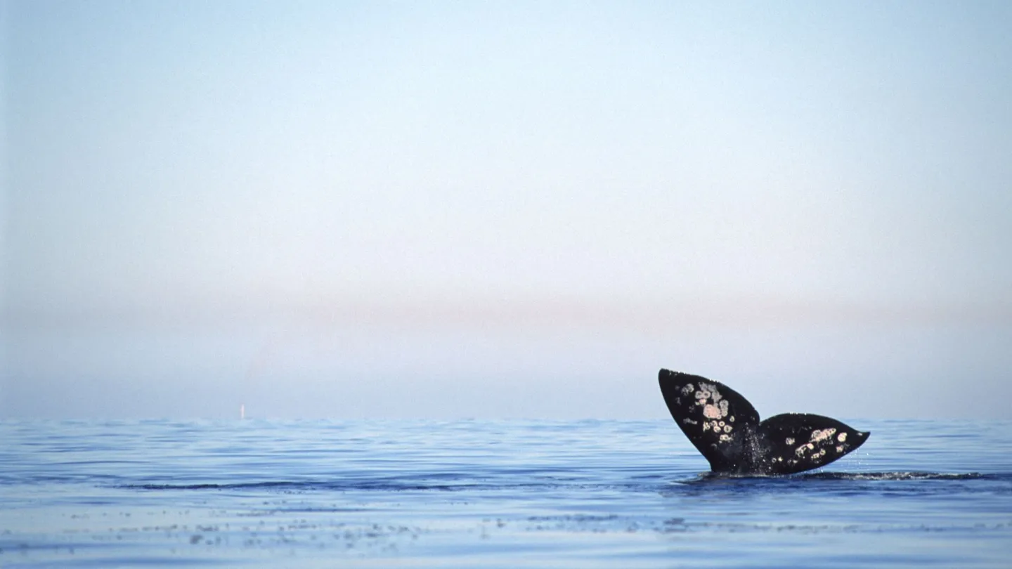 Baleine grise nageoire hors de l'eau.